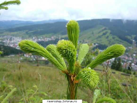 fotofrafia digitala mie imi place poza asta...e dragutza cum vad picaturile roua mugurele brad