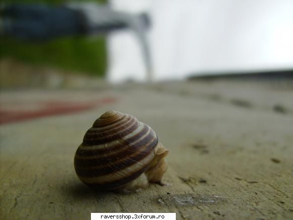 fotofrafia digitala melcul carnivor