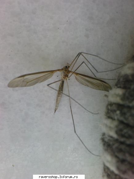 fotofrafia digitala despre pzoa vorbiti?