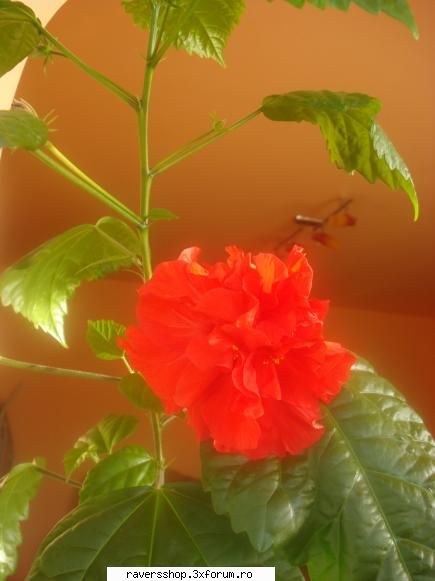 fotofrafia digitala flower power