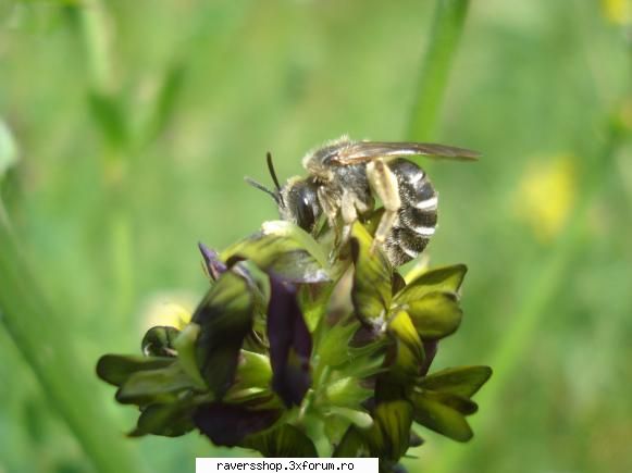 fotofrafia digitala bee