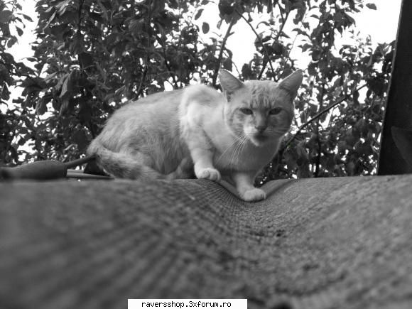 fotofrafia digitala 10ghs