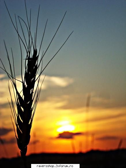 fotofrafia digitala sunset