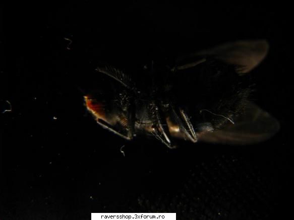 fotofrafia digitala musca