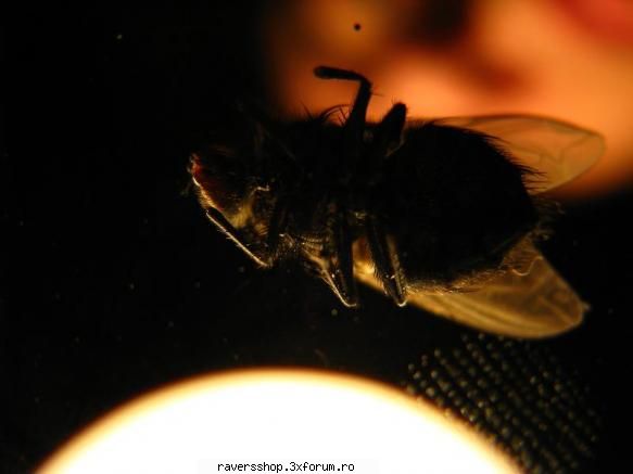 fotofrafia digitala musca...pe camera