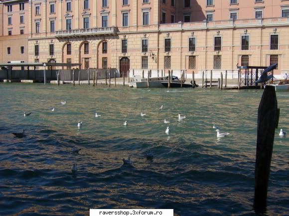 fotofrafia digitala bag putzin seama aici the birds